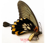 Papilio memnon lowi (Philippines) - female A2
